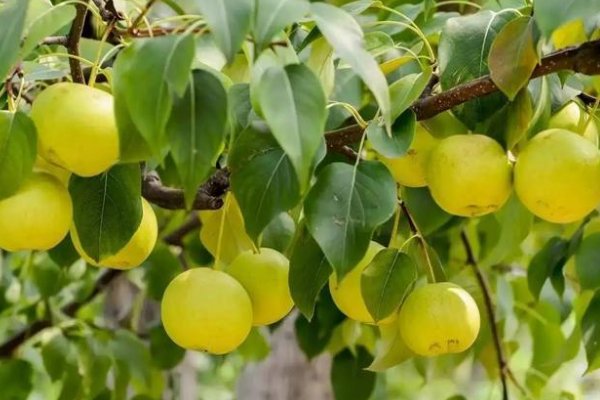 庭前八月梨枣熟然后一句是什么