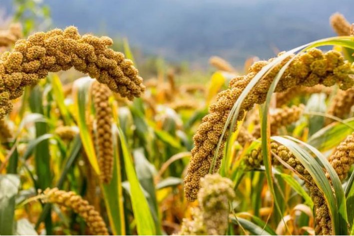 稷的拼音怎么读音