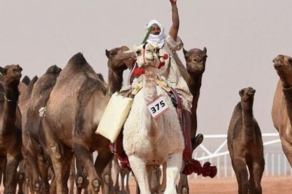 冬阳童年骆驼队