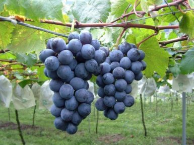 请问：1.紫盈盈、2.紫灿灿有哪些不同含义？