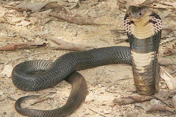 农村十大毒蛇都是哪些？