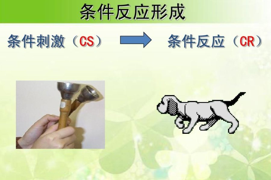 刺激与反应的关系