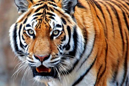 鳄鱼怕什么动物？