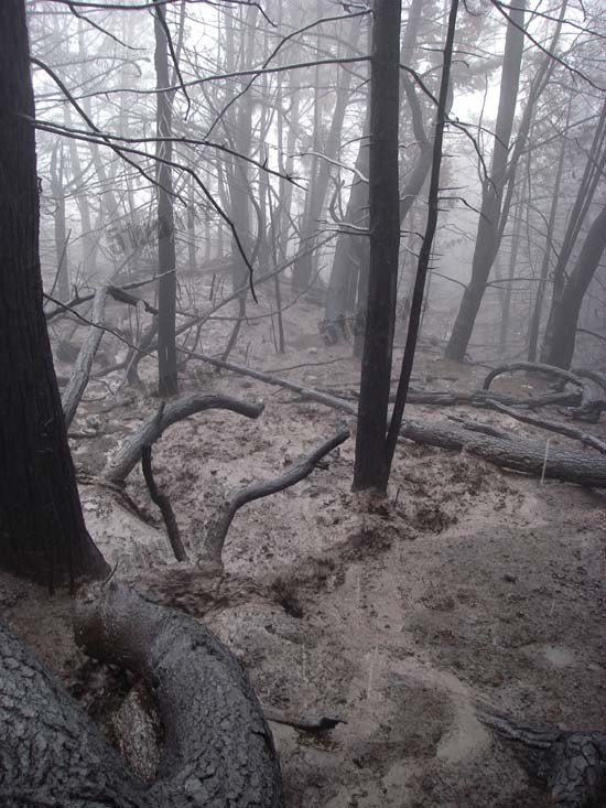 库拉树的揭开魔镜之谜