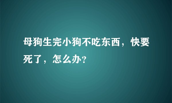 母狗生完小狗不吃东西,快要死了,怎么办?