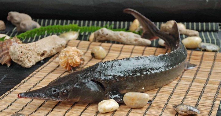 锉鱼，好像叫桃花鲟，求学术名称和图片