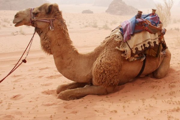 冬阳童年骆驼队