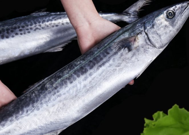 鲅鱼是深海鱼还是浅海鱼