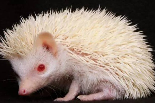 刺猬汉斯这篇童话故事告诉我们什么道理