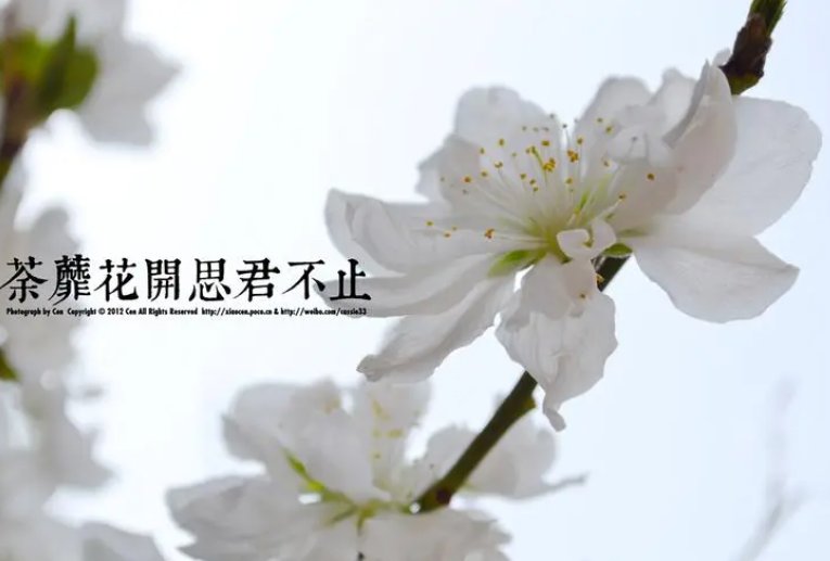 花开荼蘼下一句是什么