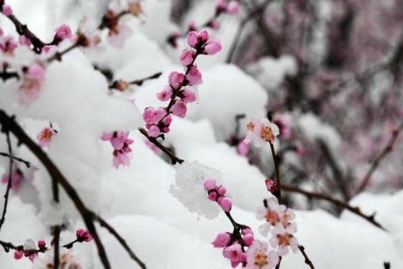 春寒料峭的拼音及解释