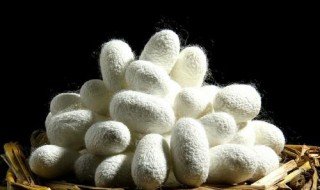 蚕做茧需要什么 蚕如何做成茧