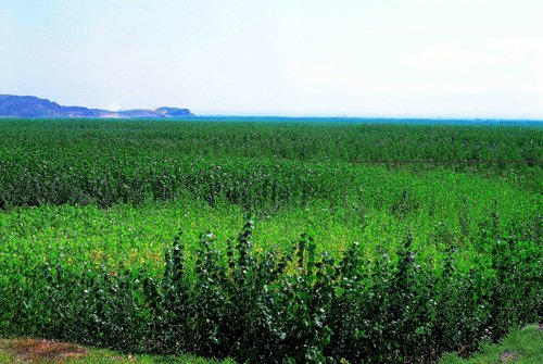 美利纸业的公司历史