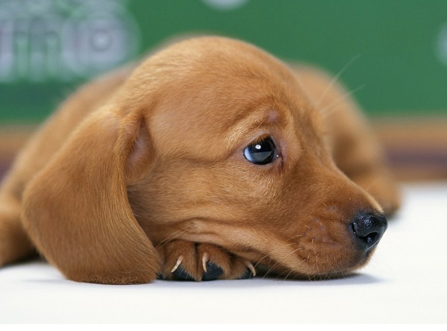 主人一出门，狗就开始乱叫。怎么办??