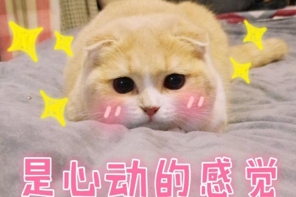 心动是crash还是crush