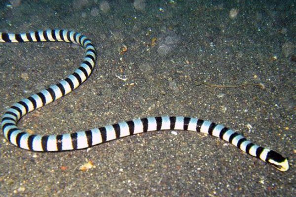 农村十大毒蛇都是哪些？