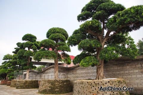 大蓑蛾的生长繁殖