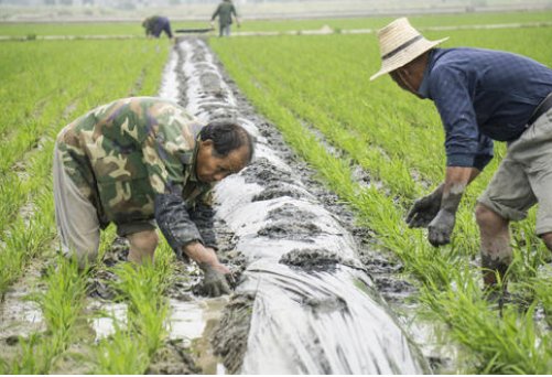 稼穑是什么意思？？急需！！！