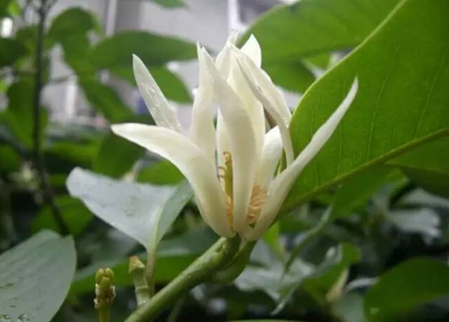 白兰花的寓意和花语是什么？