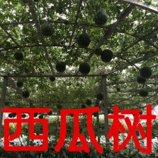 有多年生的西瓜树吗?