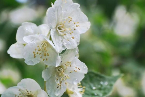 雨打梨花什么意思