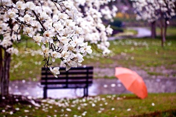 花又开了是表达什么心情?