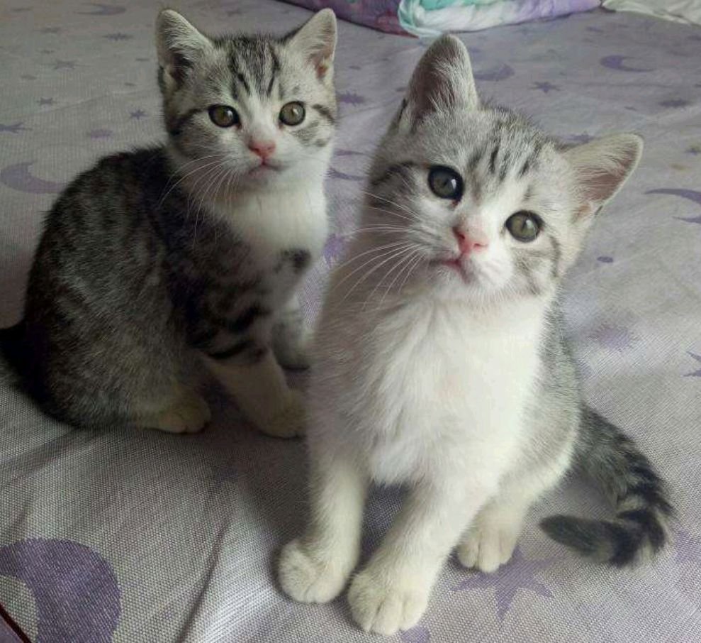 黑灰条纹的猫是什么品种的？