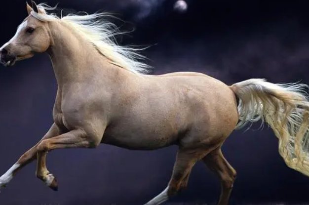 春风得意指哪个生肖