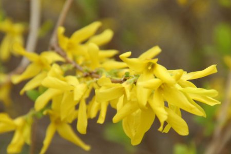 寸寸金应该怎么养？