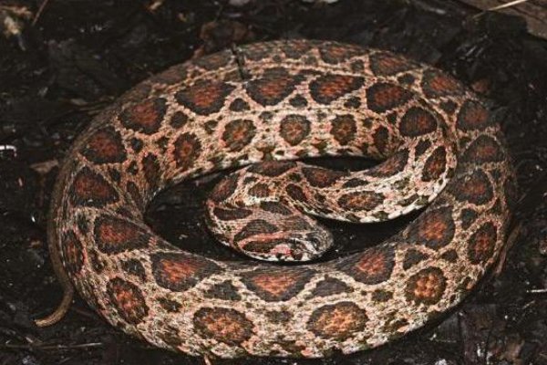 农村十大毒蛇都是哪些？