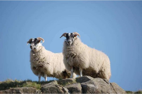 奋发有为猜一生肖