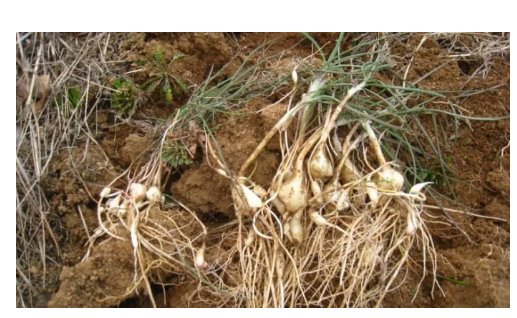 什么是大五荤？什么是小五荤？