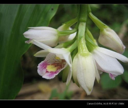 贵州地宝兰的介绍