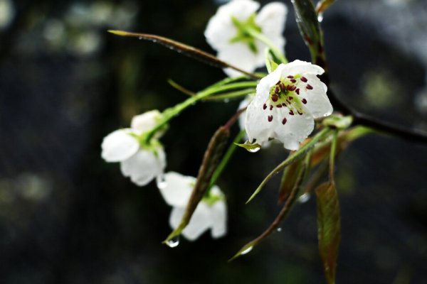 雨打梨花什么意思