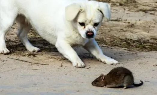 狗拿耗子歇后语下一句是什么?