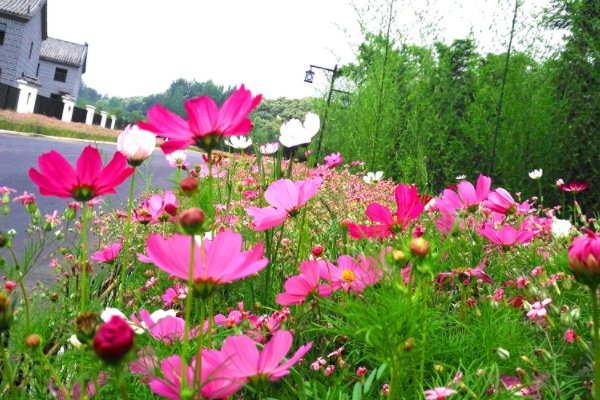 五月花海六月情