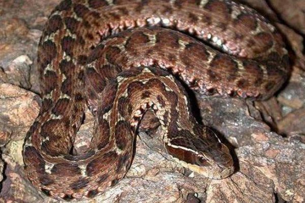 农村十大毒蛇都是哪些？