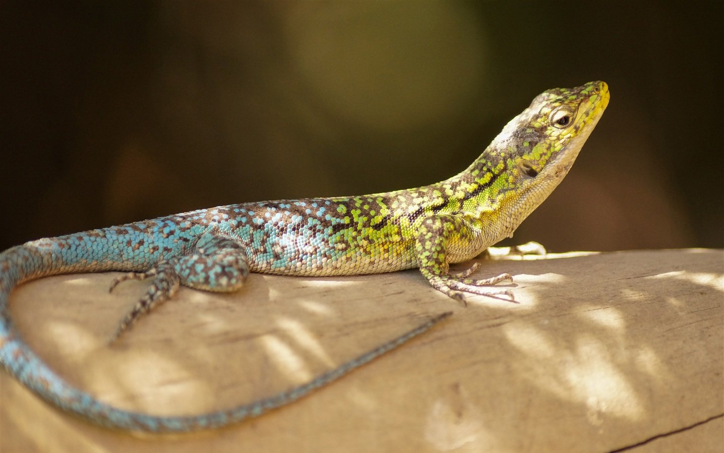 狗母蛇是什么东西？