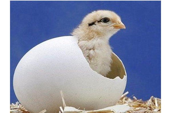 孵的拼音怎么写