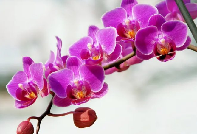 蝴蝶兰一天之中什么时候开花？