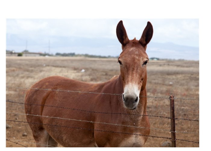 马和驴是怎么生出骡子来的?