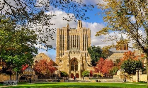 ivy是什么意思？