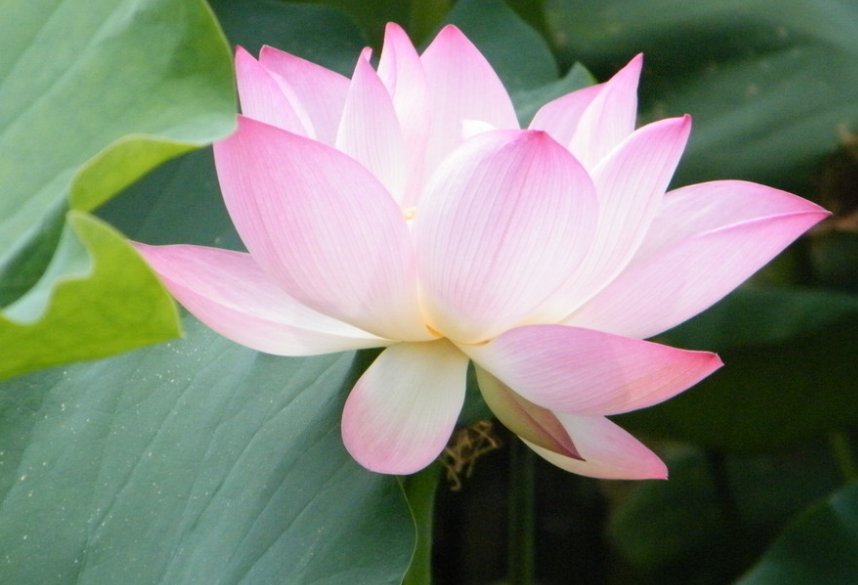 莲的笔顺和拼音