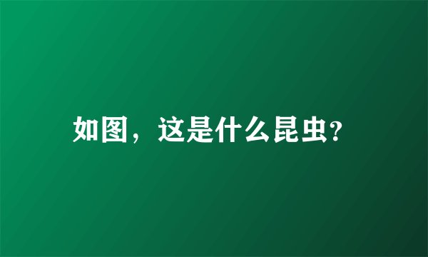 如图，这是什么昆虫？