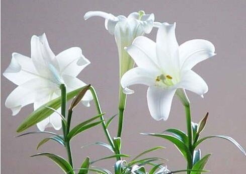 卡萨布兰卡的花语是什么