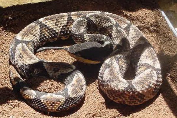 农村十大毒蛇都是哪些？