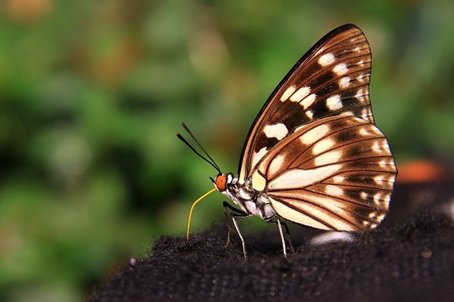 蝴蝶的蝶的拼音