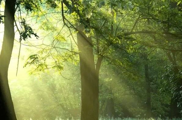 14个乡镇赶集时间表