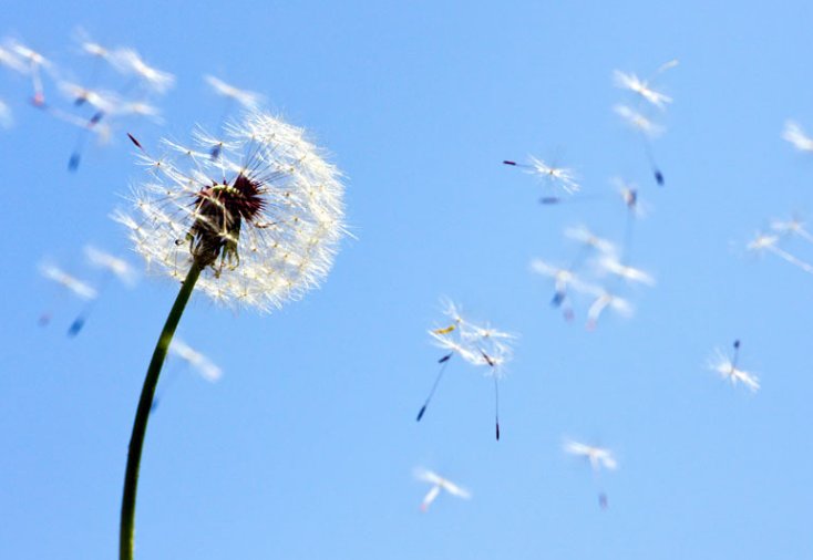 大芥叶和浦公英是不是同一种植物