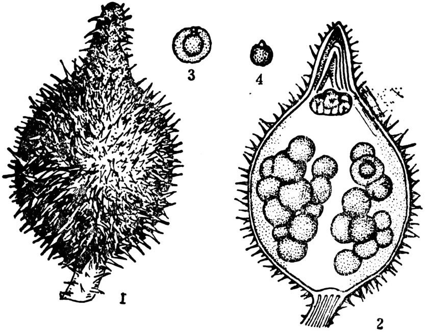芡实（芡）有哪些特征？
